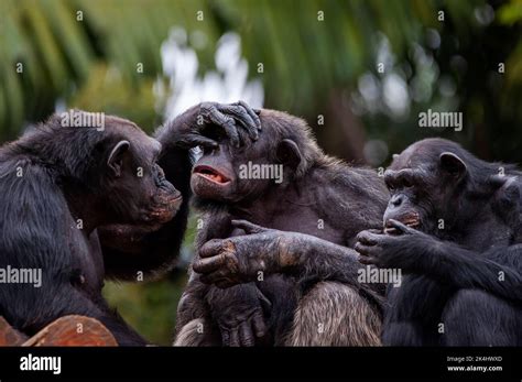 Chimpanzee, also known as chimp, showing their sociable behavior, is a species of great ape ...