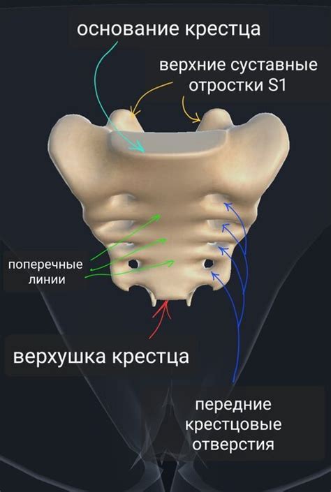 Крестец | Пикабу