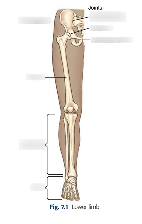 4. Diagram - Lower Limb Diagram | Quizlet