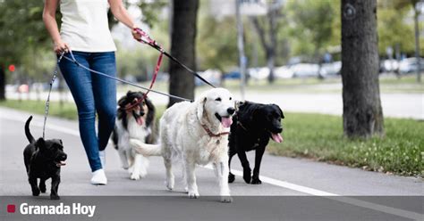 Cómo elegir al paseador de perros más indicado para tu mascota