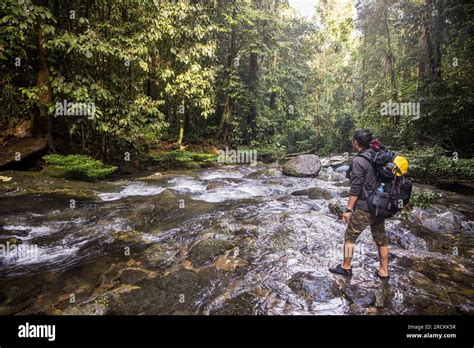 Crossing River On Trek In Rainforest Mulu Malaysia Stock Photo Alamy