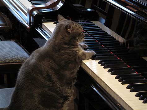 Nora, The Piano Playing Cat - Cats Photo (36308777) - Fanpop