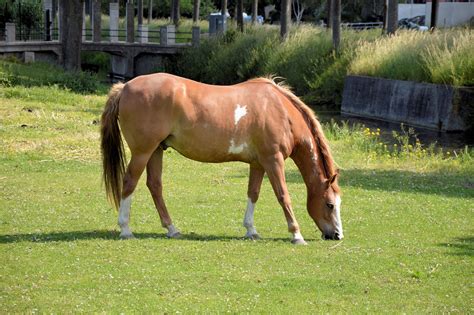 Grazing Horse Free Stock Photo - Public Domain Pictures