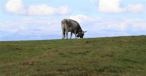 Panoramaweg Latemarium Bergfex W Dr Wka Wycieczka Po Udniowy Tyrol