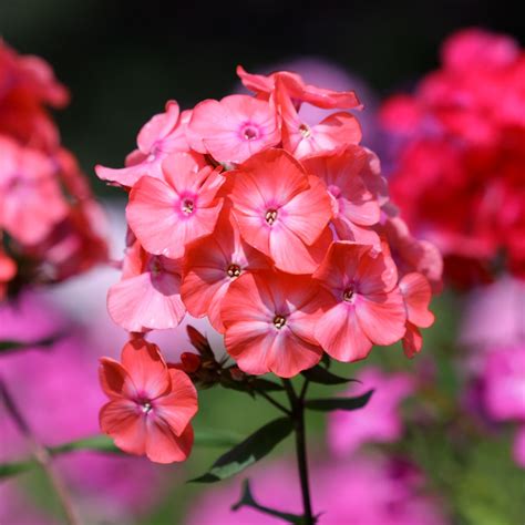 Phlox Paniculata Tequila Sunrise Leafwise