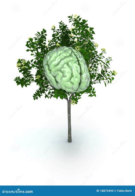 Brain Tree Stock Illustration Illustration Of Growth 18875494