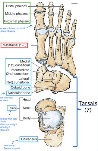 The Ankle Foot Gait Flashcards Quizlet