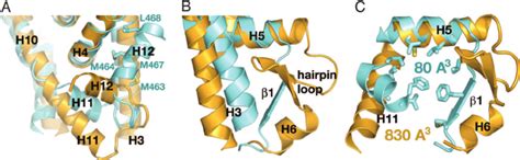 Structural Comparison Of Lrh Yellow And Dax Blue Lbds A