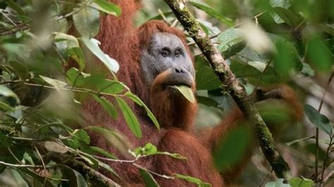 New Great Ape Species Identified In Indonesia Bbc News