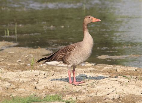 The Nhbs Guide To Uk Goose Identification