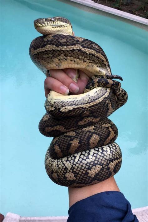 14-Foot Snake Skin Uncovered In Attic Leads To An Astonishing Discovery - Trendy Matter