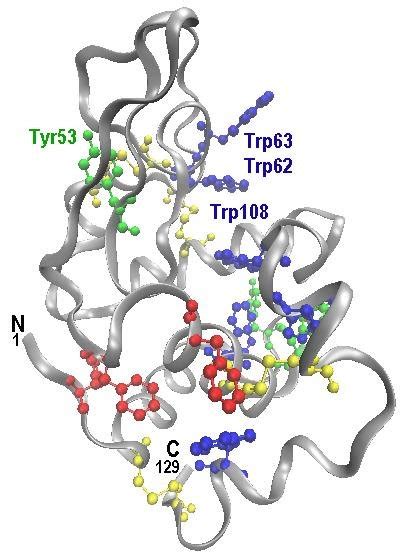 Hen Egg White Lysozyme Hewl N Terminal And C Terminal Are Labeled