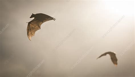 Straw-coloured fruit bat in flight in mist - Stock Image - C041/1830 ...