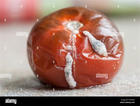 Tomate Podrido En Descomposici N Fotograf As E Im Genes De Alta