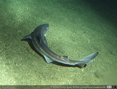 Piked Dogfishes ~ MarineBio Conservation Society