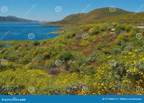 Diamond Valley Lake and Lots of Wildflowers Stock Image - Image of ...