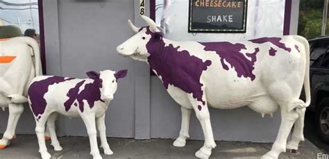 Kingsport Tn Purple Cows