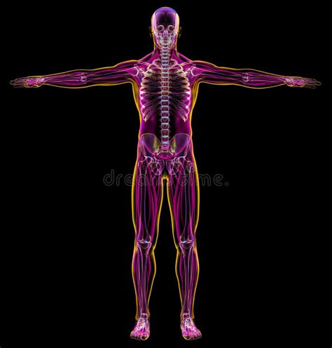 Anatomy Naked Woman Body With Bone Skeleton Stock Illustration