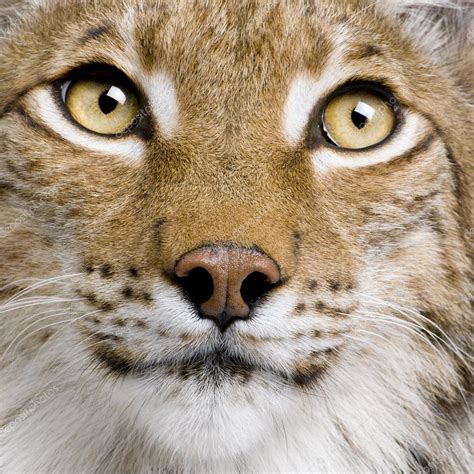 Close Up Of Eurasian Lynx Lynx Lynx Years Old Studio Shot Stock