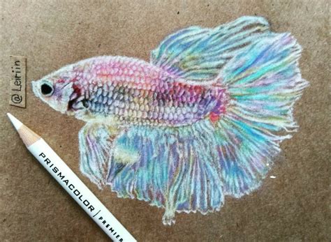 Drawings on Betta-Fish-Group - DeviantArt