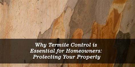 Why Termite Control Is Essential For Homeowners Get Pest Control