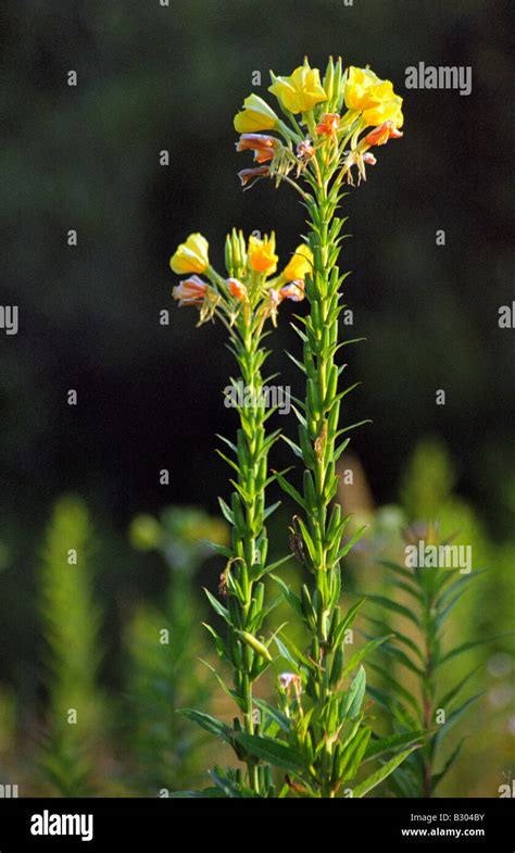 Oenothera Biennis Common Evening Primrose Or Evening Star Stock Photo