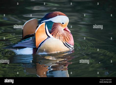 Mandarin duck swimming hi-res stock photography and images - Alamy