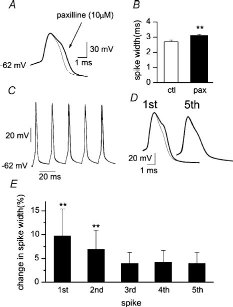 Bk Channels Are Involved In Action Potential Repolarization A Action