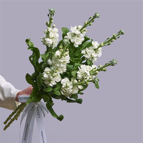 Белые маттиолы - купить с доставкой в Омске - LAVANDA