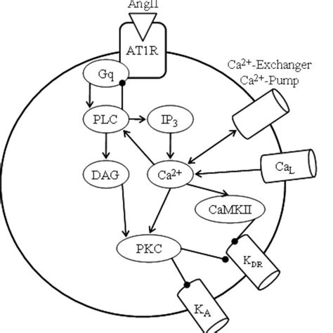 schematic   angiotensin ii signaling   receptor