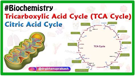 types  tricarboxylic acid cycle  dino orlando blog