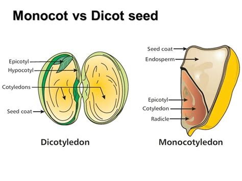 Monocot Seed Labelled Diagram