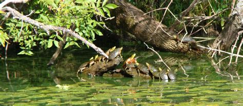 Potato Creek Wildlife Area - Rusk County Wisconsin : Rusk County Wisconsin