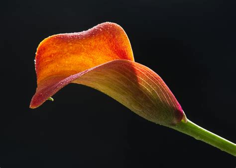 Calla Lilies Care: Simple Tips for Beautiful Blooms