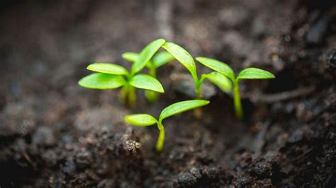 The Plant Quiz | HowStuffWorks 