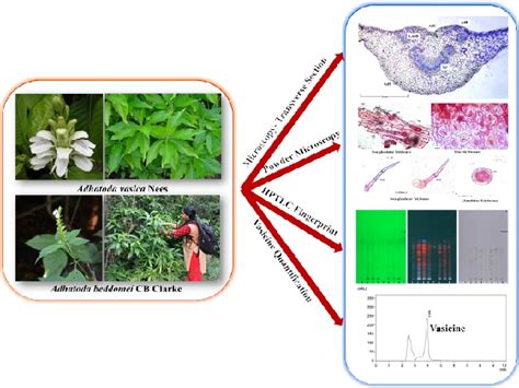 Comparative Study On Pharmacognostical Phytochemical Investigations