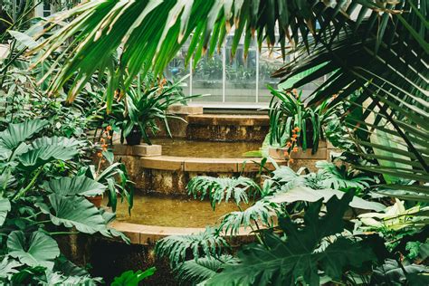 How plants reproduce: characteristics, types, advantages, and essential