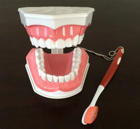 Dental Demonstration Model Early Education Teaching Tooth Model Teeth