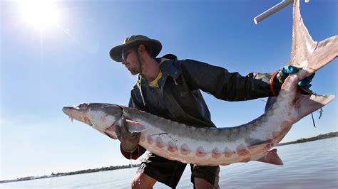 Sturgeon, America’s forgotten dinosaurs, show signs of life