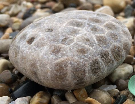 The Legend of the Petoskey Stone | Petoskey Stone Tile & More