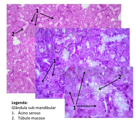 Histologia Glandula Parotida