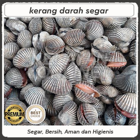 Jual KERANG DARA SEGAR 1Kg Kerang DARAH Hidup Fresh Jakarta Utara