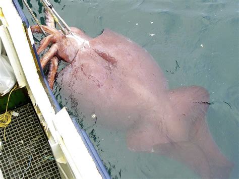 Dissecting The Colossal Squid Kraken Business Insider