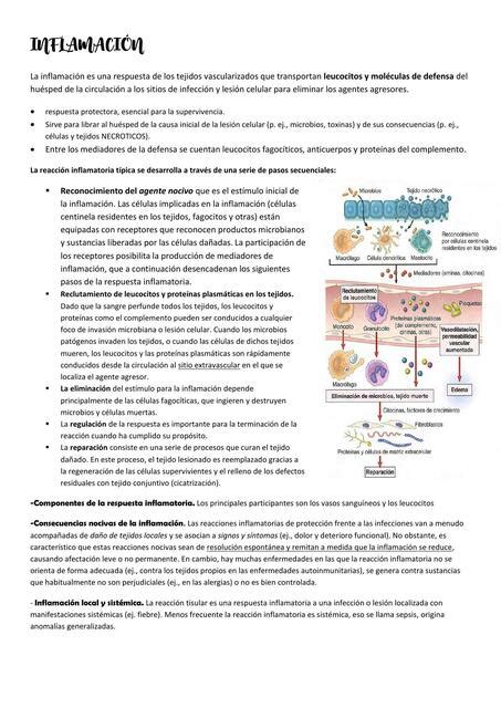 INFLAMACIÓN anatomía patológica Luli Bus uDocz