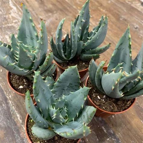 Растение 5 Aloe PEGLERAE Алоэ купить c доставкой почтой Адениум дома