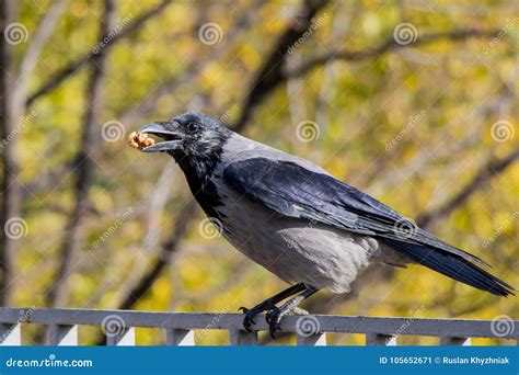 A Black Bird Of Crows Eating Nuts In The Forest Stock Image - Image of carrion, habitat: 105652671