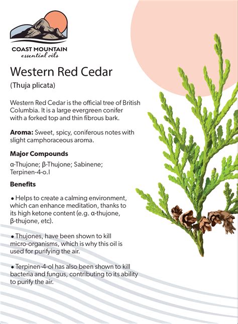 Western Red Cedar Essential Oil 5ml West Coast Wild Foods