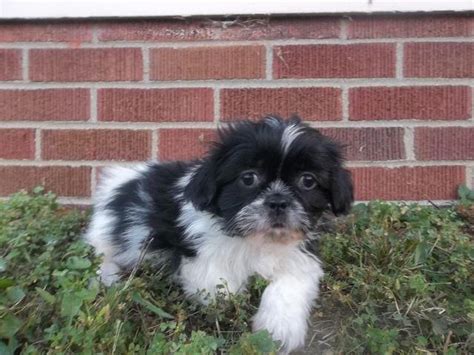 Purebred Shih Tzu Male Puppy 8 Weeks Ready Now Shihtzu Cute For Sale In