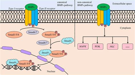 Signalling Pathways In The Osteogenic Differentiation Of Periodontal