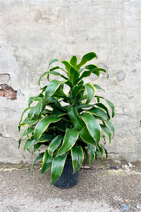 Dracaena Green Jewel 10 Sprout Home